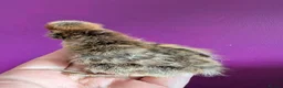 Chickens poultry for sale: Pekin Bantam & Quail chicks - Advert 8