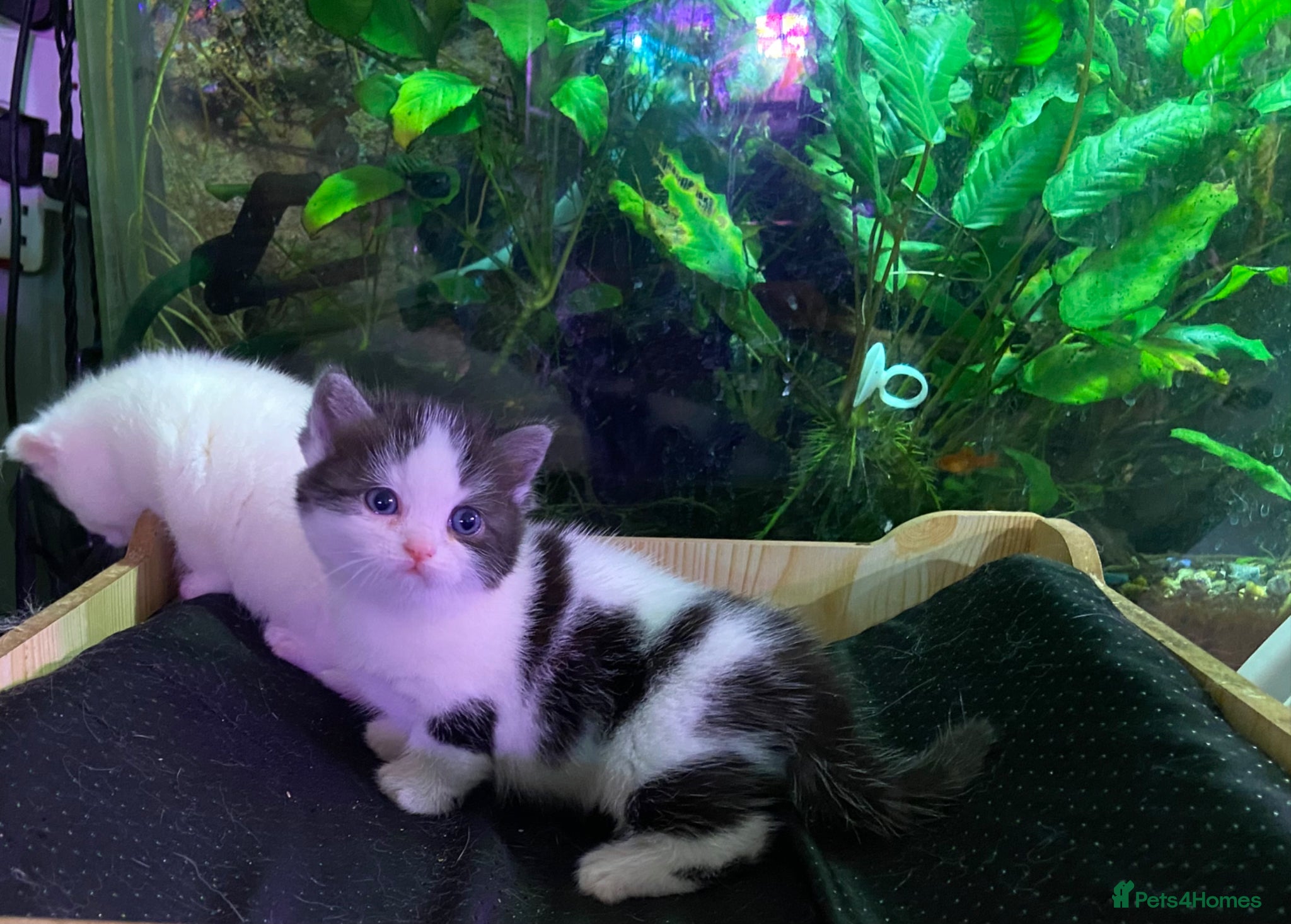 Munchkin cats 7 weeks oldFull Pedigree Munchkin kittens  - Advert 4