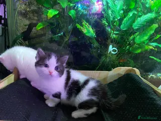 Munchkin cats 7 weeks oldFull Pedigree Munchkin kittens - Advert 4