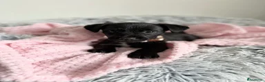 Patterdale Terrier 1