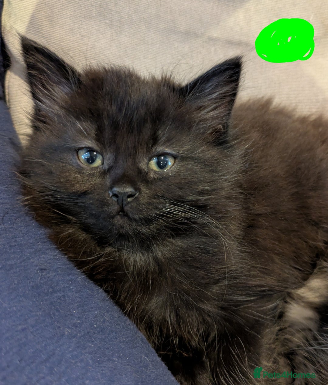 Mixed Breed cats for sale: Beautiful Kittens Ready For Their Forever Homes - Advert 5