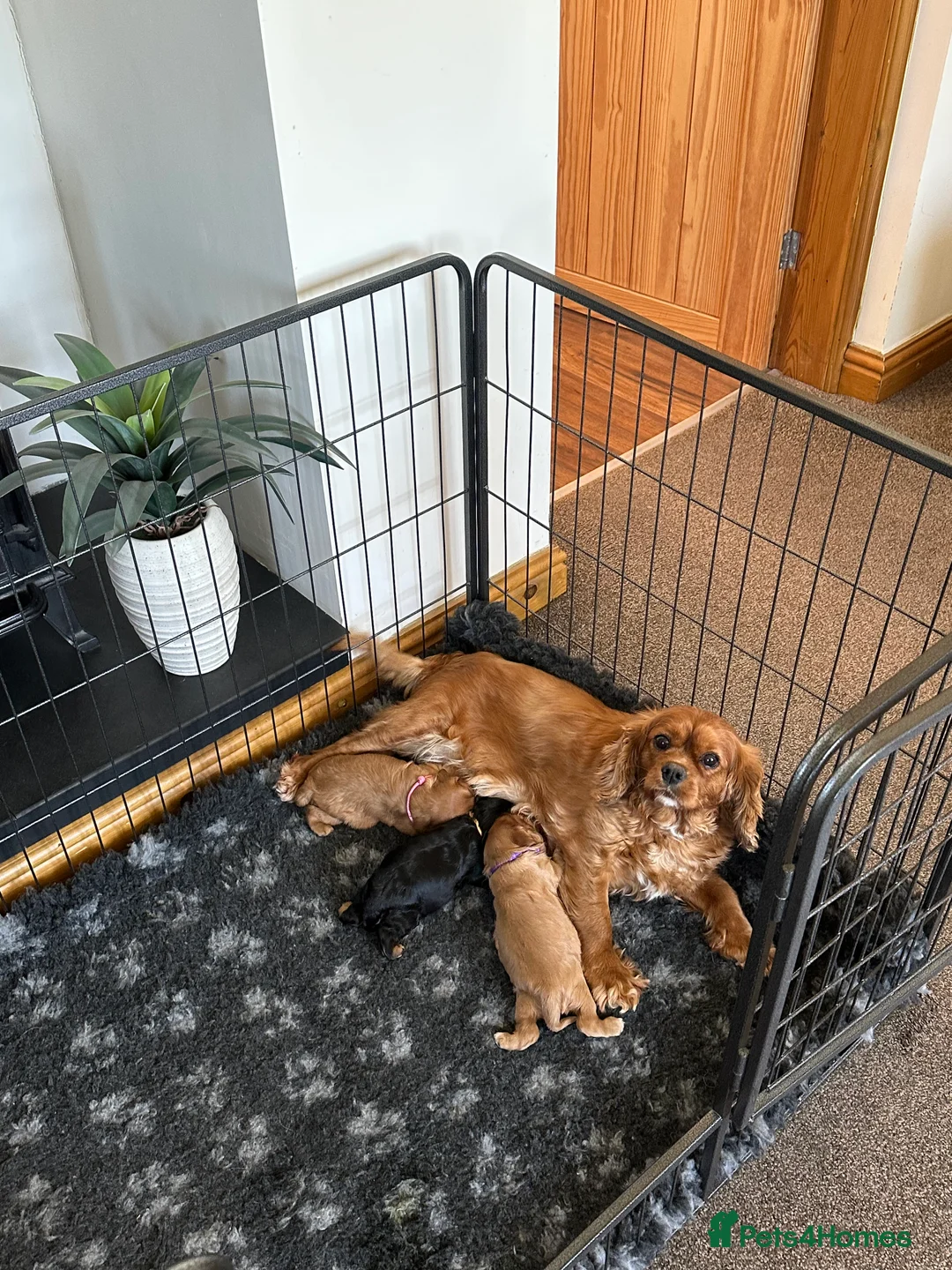 Cavalier King Charles Spaniel dogs for sale: Health Tested KC Registered Girls - Advert 2