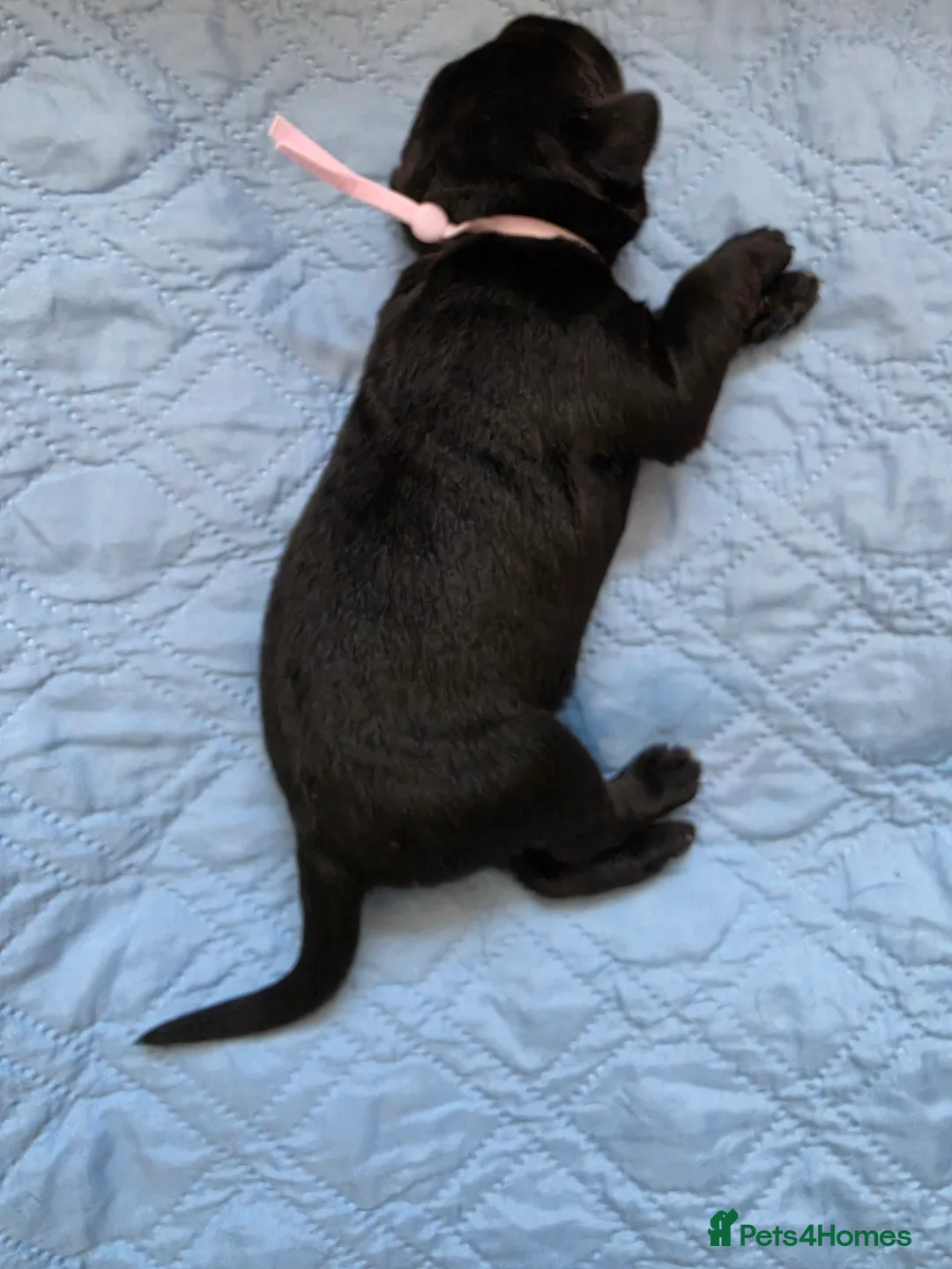 Mixed Breed dogs for sale: Rottmation in Plymouth - Advert 2
