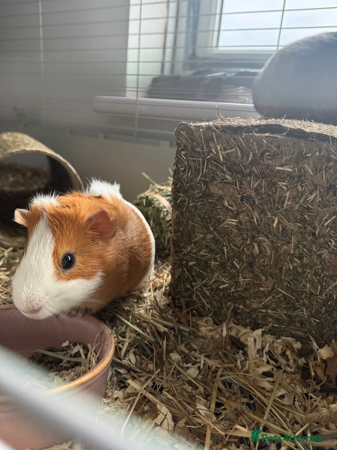 Guinea Pig rodents for sale: 2 guinea pigs for sale  - Advert 9