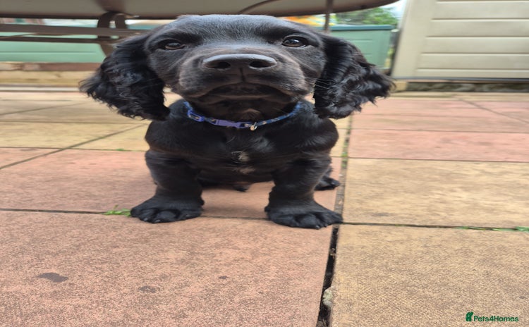 Cocker Spaniel dogs - Advert 11