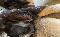 Pug dogs for sale: Chocolate Brown Pug - Image 15