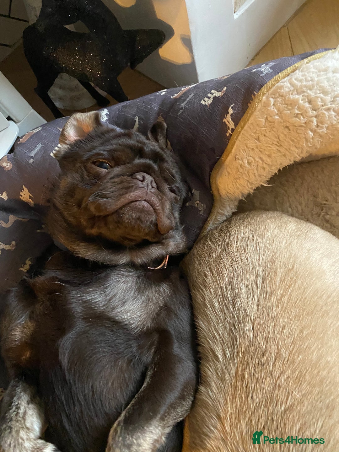Pug dogs for sale: Chocolate Brown Pug - Image 15