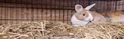 Mini Lop rabbits for sale: Gorgeous, friendly, ginger mini lop boys ready now - Advert 11