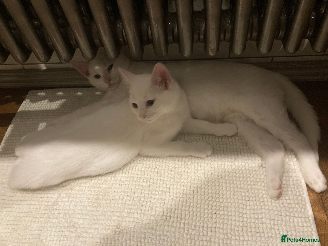 Turkish Van cats for sale: Gorgeous Turkish Van kitten - Advert 35