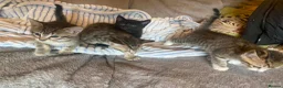 Mixed Breed cats for sale: Beautiful kittens  - Advert 16