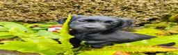 Cocker Spaniel dogs for sale: Lovely black working cocker spaniel puppy - Advert 2
