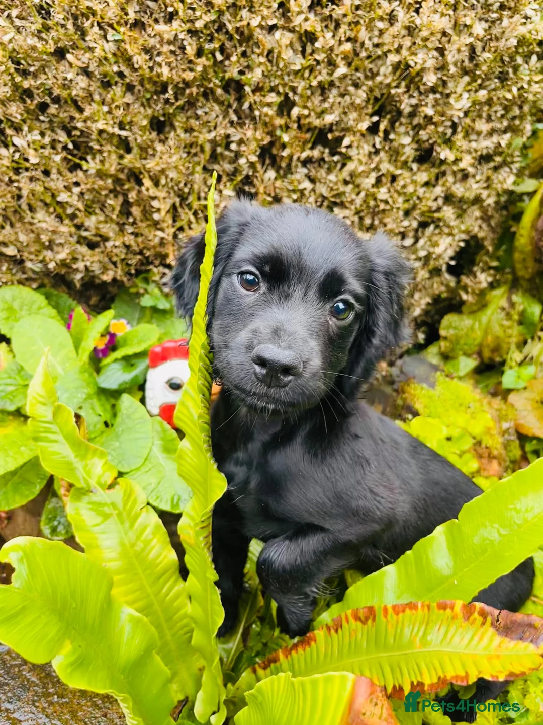 Cocker Spaniel dogs for sale: Lovely black working cocker spaniel puppy - Advert 2