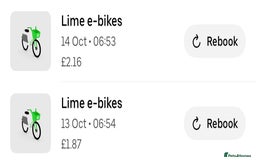 Mixed Breed cats for sale: British Short hair mixed breeds  - Advert 13