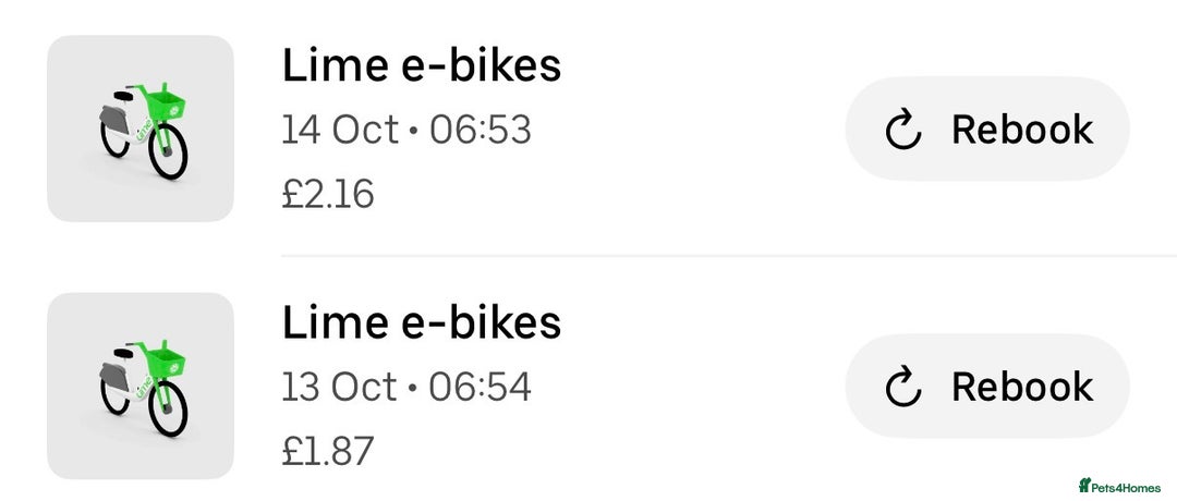 Mixed Breed cats for sale: British Short hair mixed breeds  - Advert 13