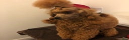Miniature Poodle dogs for stud: Crufts Qualified Poodle Stud in Nottingham - Advert 3