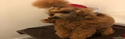 Miniature Poodle dogs for stud: Crufts Qualified Poodle Stud in Nottingham - Advert 3