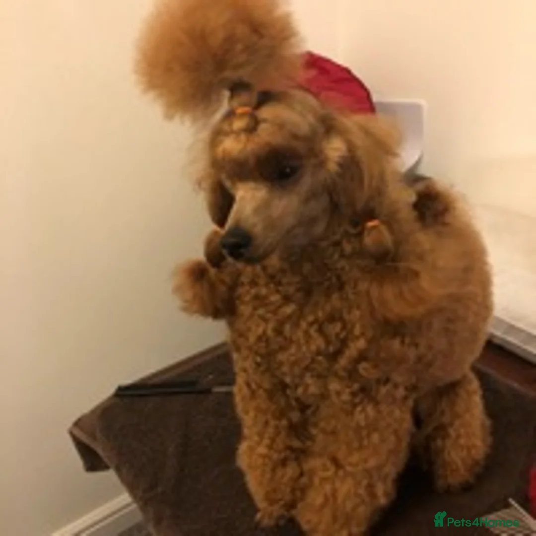 Miniature Poodle dogs for stud: Crufts Qualified Poodle Stud in Nottingham - Advert 3