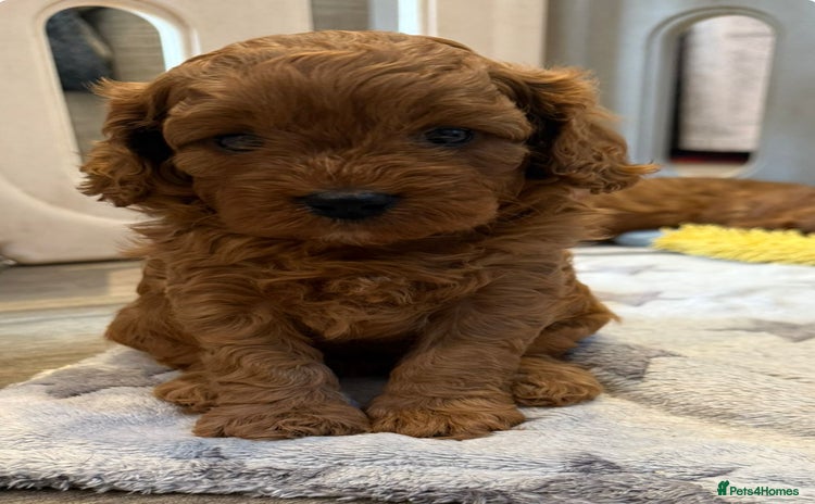 Cavapoo dogs - Advert 3