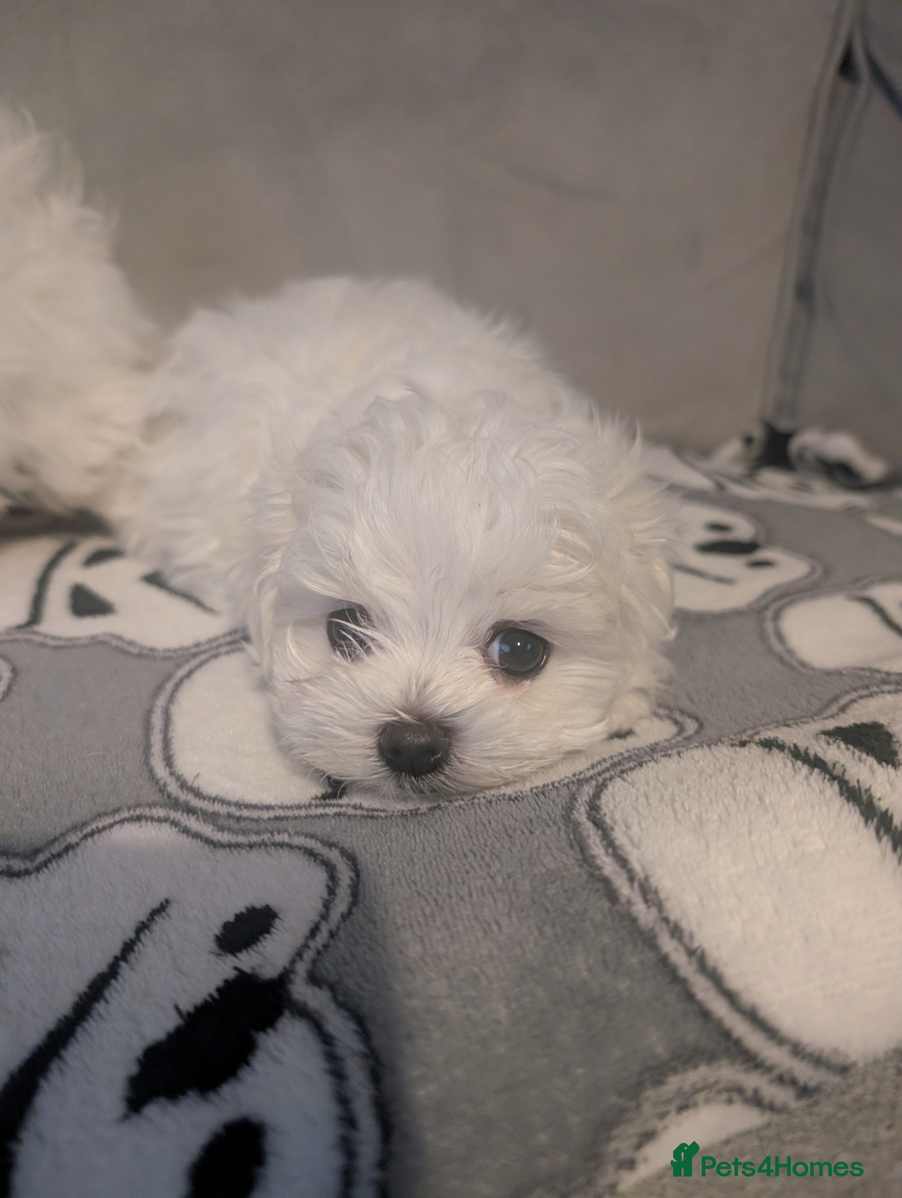 Maltese dogs Last tiny boy💙💙 PRICE REDUCED! - Advert 13