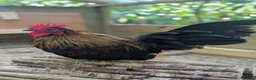 Chickens poultry for sale: Serama Cockerels - Advert 5