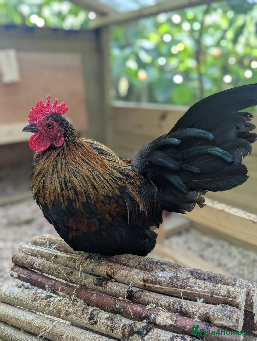 Chickens poultry for sale: Serama Cockerels - Advert 5