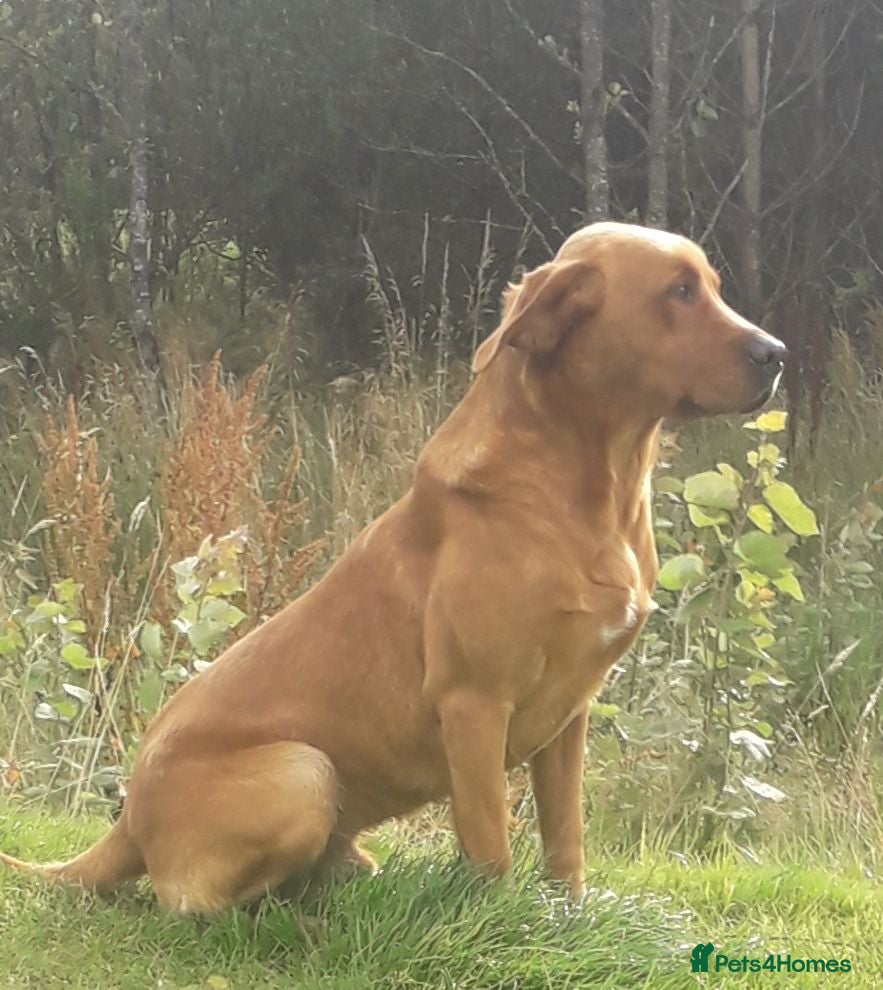 Labrador Retriever dogs Fox Red Labrador at Stud - Advert 2