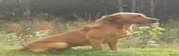 Labrador Retriever dogs for stud: Fox Red Labrador at Stud - Advert 1