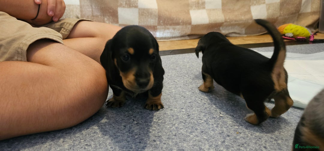 Miniature Dachshund dogs for sale: Daxie medium coat puppies dapples and black & tan  - Image 14