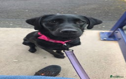 Labrador Retriever dogs for sale: Gentle Black Labrador Retriever - Image 3