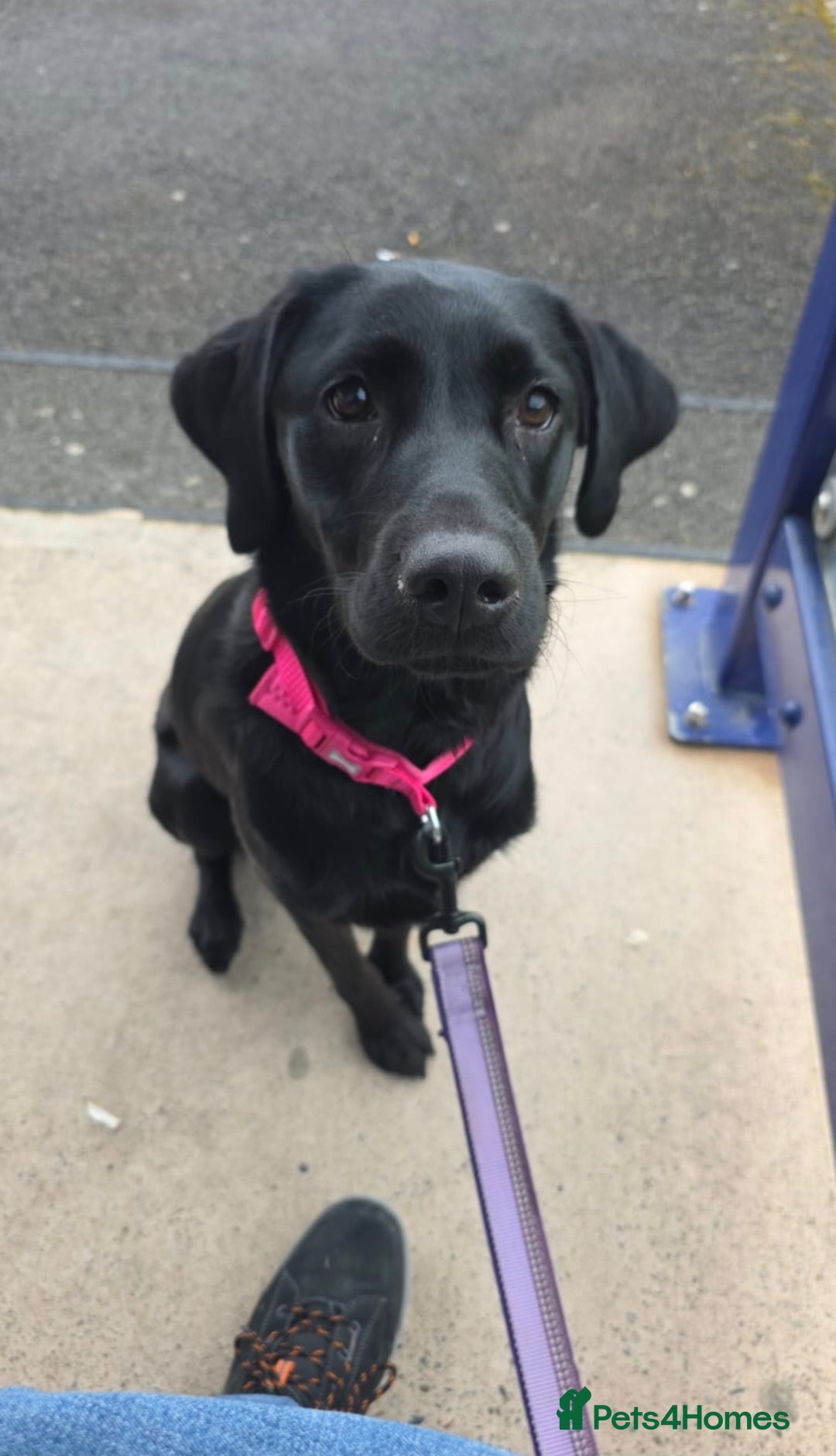 Labrador Retriever dogs for sale: Gentle Black Labrador Retriever - Image 3