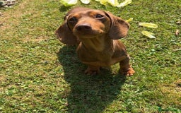 Miniature Dachshund dogs for stud: Teddy - Choc & Tan Proven Stud - Image 1