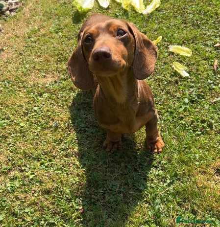 Miniature Dachshund dogs - Advert 1
