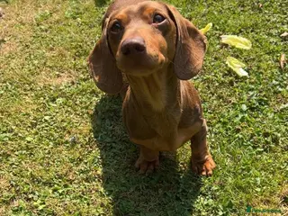 Miniature Dachshund dogs Teddy - Choc & Tan Proven Stud - Advert 5