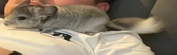 Chinchilla rodents for sale: FEMALE TAME CHINCHILLA GREY  - Advert 4