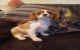 Cavalier King Charles Spaniel dogs for sale: READY kc, health tested girl - Image 11