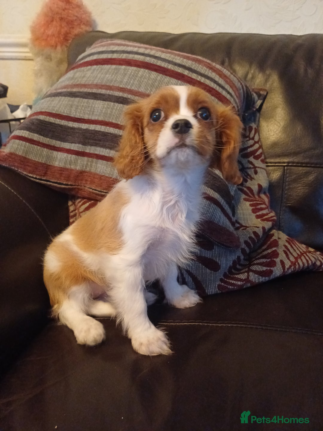Cavalier King Charles Spaniel dogs for sale: READY kc, health tested girl - Image 11