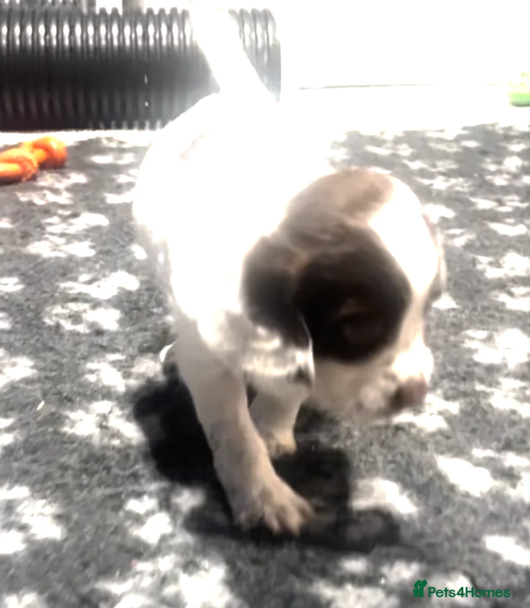 English Springer Spaniel dogs for sale: Pretty liver and white Springer Spaniels - Advert 2