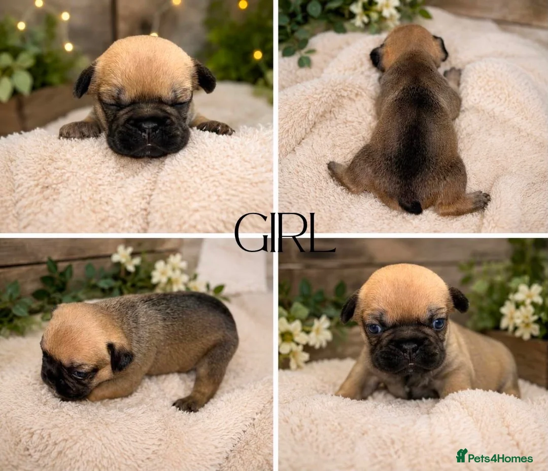 French Bulldog dogs for sale: 🐾 STUNNING KC REGISTERED FRENCH BULLDOG PUPPIES  - Advert 8