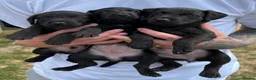 Patterdale Terrier dogs for sale: Patterdale Terrier puppies - Advert 4