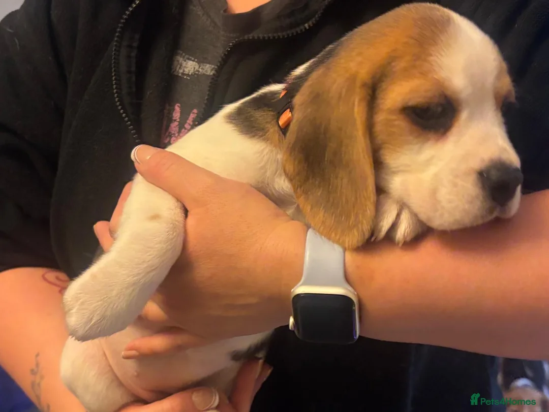 Beagle dogs for sale: Pure bred beagle girls - Advert 9