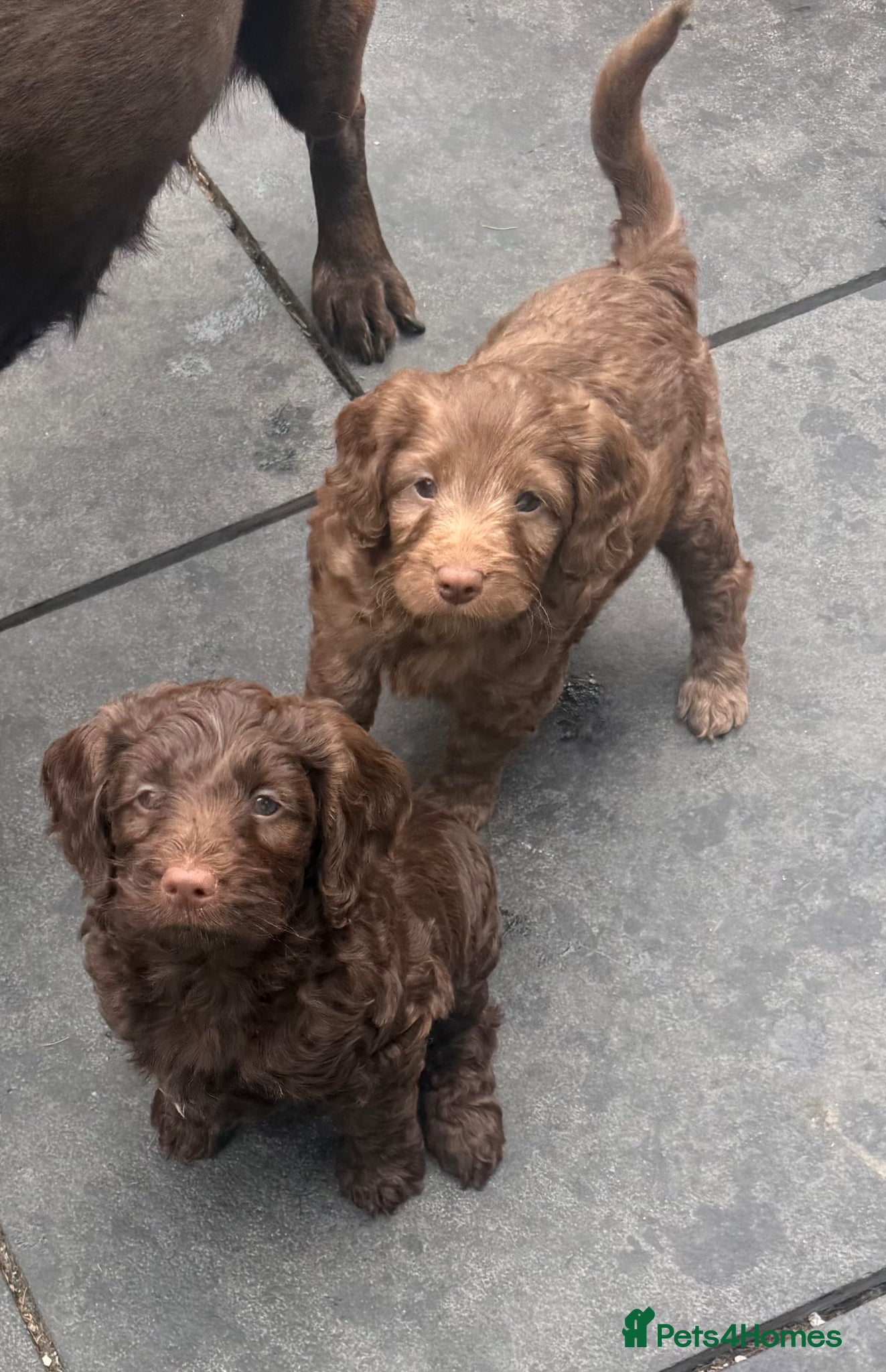 Labradoodle dogs Stunning Multigen pups ready soon - Advert 11