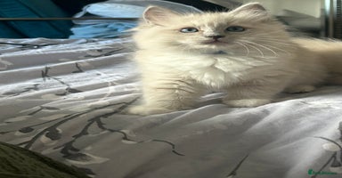 Ragdoll cats - Advert 16