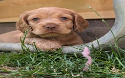 Cocker Spaniel dogs for sale: KC Registered Cocker Spaniel Puppies in Canterbury - Image 5