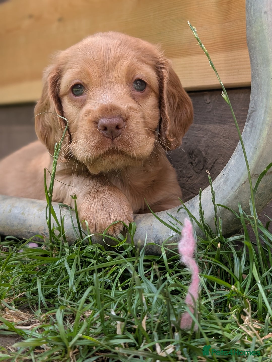 Cocker Spaniel dogs for sale: KC Registered Cocker Spaniel Puppies in Canterbury - Image 5