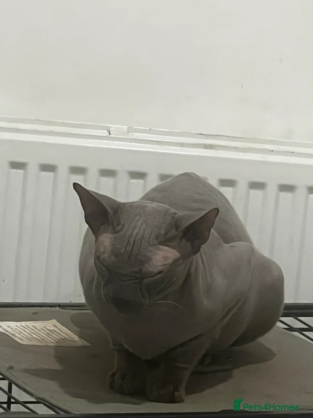 Egyptian Mau cats for sale: Sphynx £350 - Advert 2