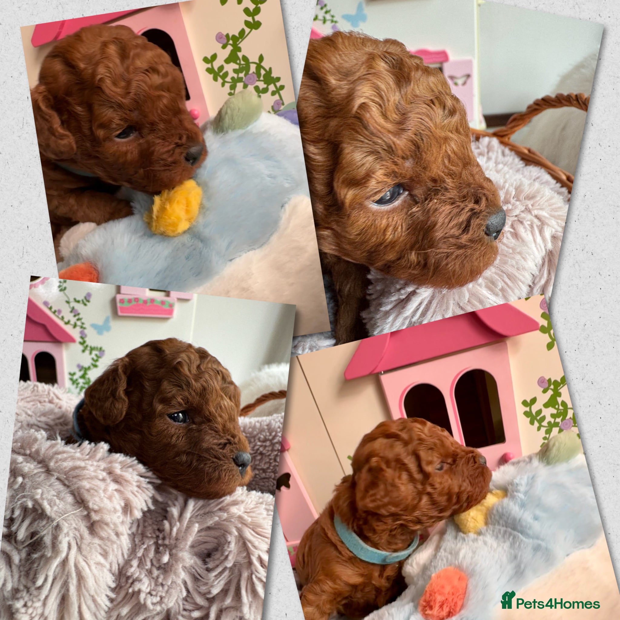 Toy Poodle dogs for sale: Asian Poodle Puppies WAITING LIST OPEN - Advert 21