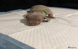 Dachshund dogs for sale:    🌈 Stunning Dachshund puppies 🌈  - Image 2