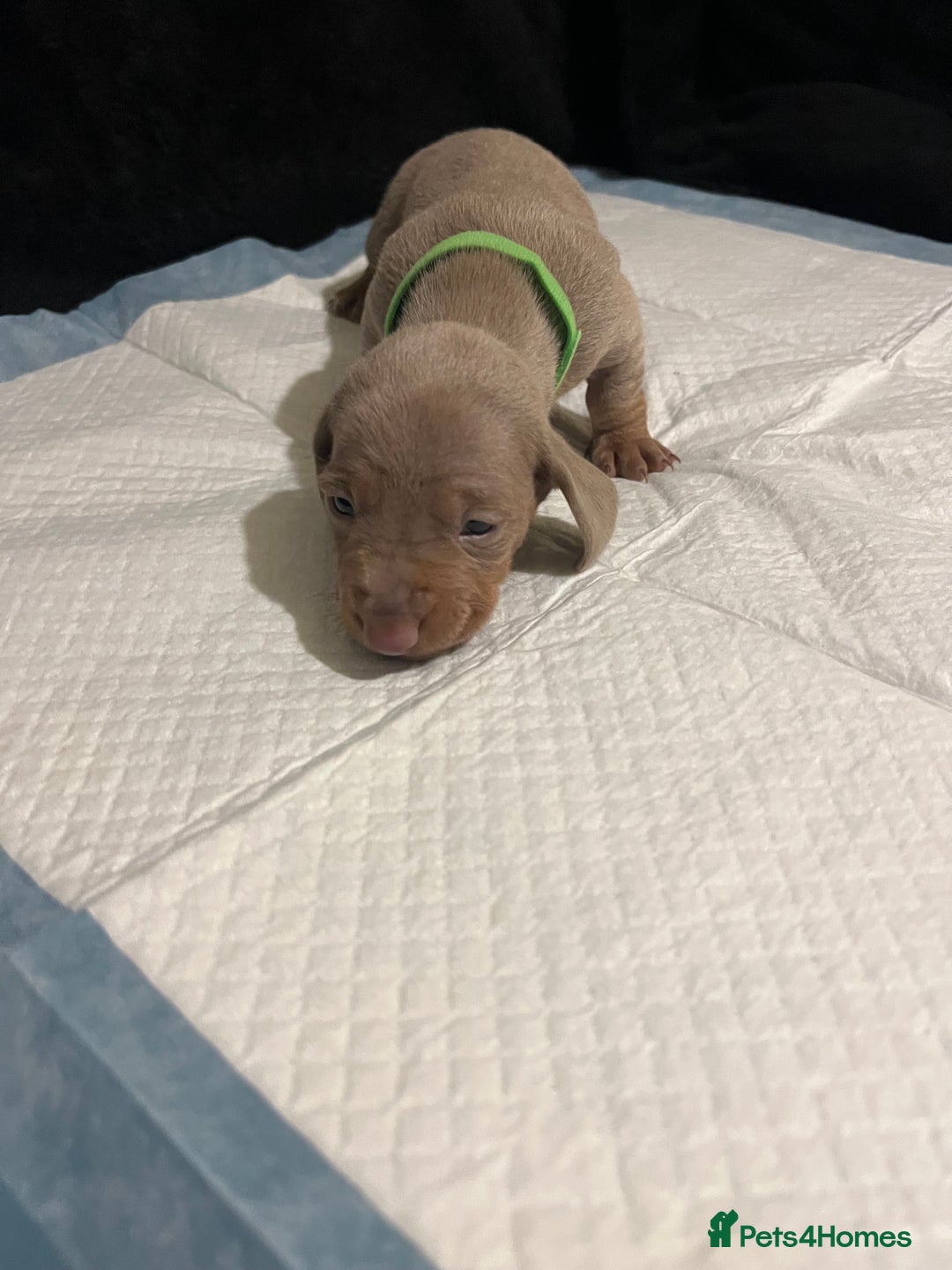 Dachshund dogs for sale:    🌈 Stunning Dachshund puppies 🌈  - Image 2
