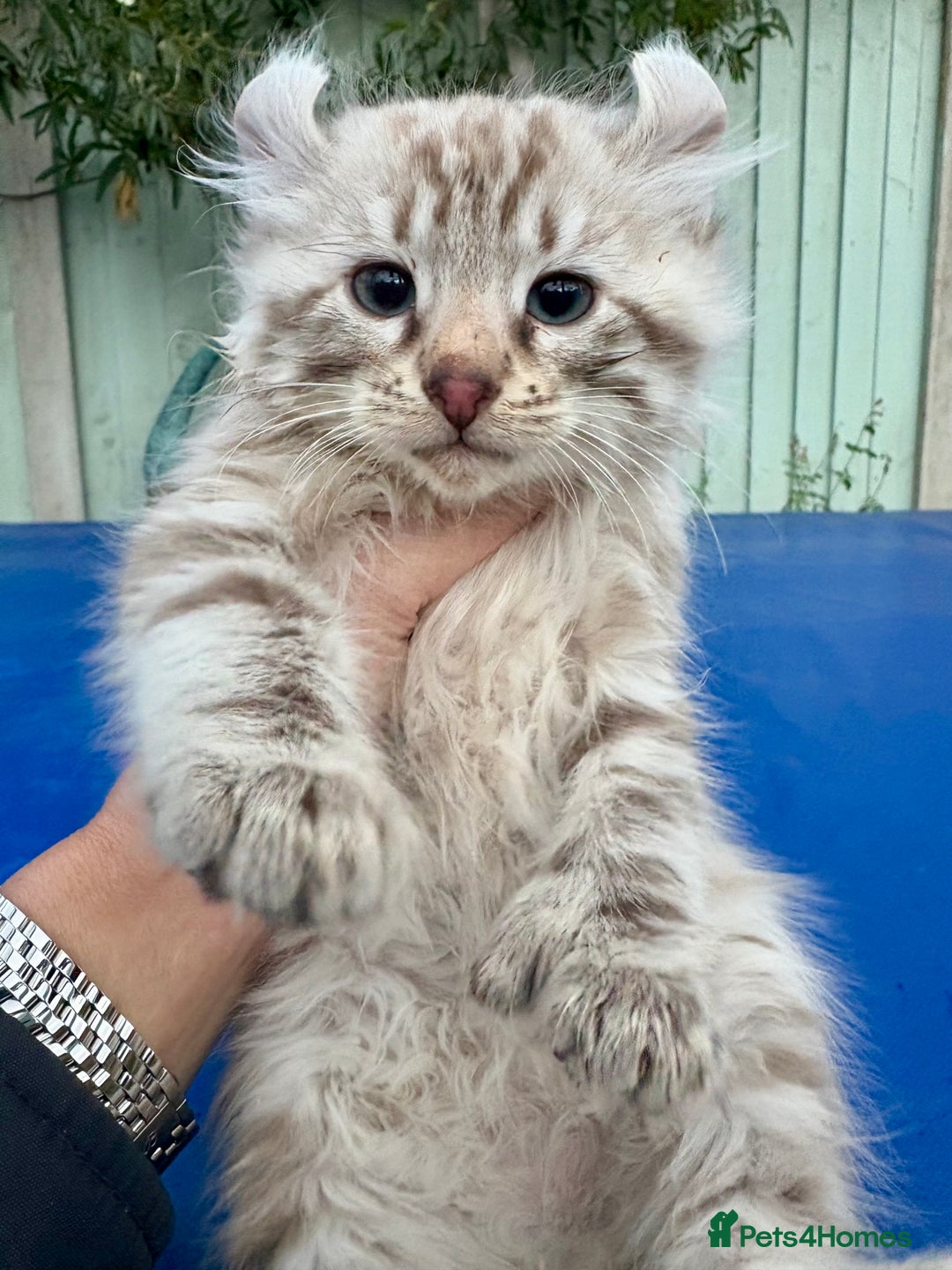 Savannah cats for sale: Super rare longhaired girl  - Advert 13