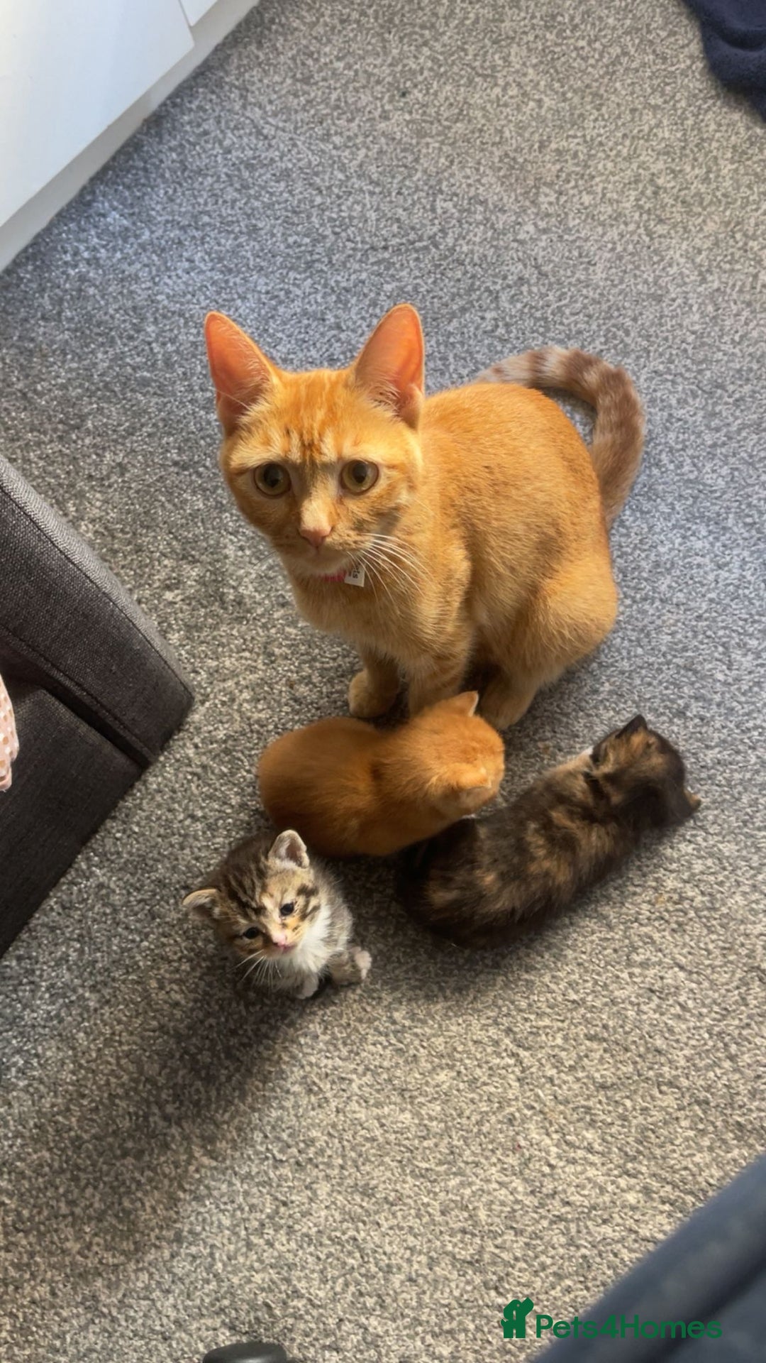 Mixed Breed cats for sale: Beautiful kittens  - Image 10